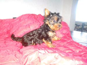 Yorkshire terrier hembra con papeles