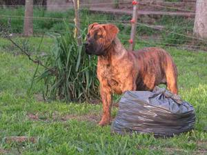 Boerboel De La Azzurra