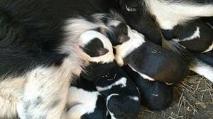 Border Collie,ptoxima Camada Para Fines De Septiembre