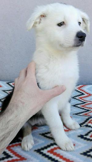 Border collie cachorros