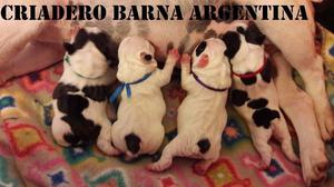 CACHORROS BULLDOG FRANCES VAQUITA CON FCA