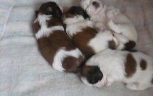 CACHORROS SHIH TZU