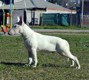 Cachorro Bull Terrier 5 Meses