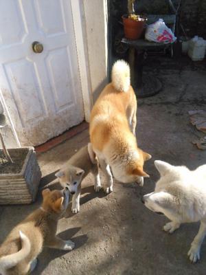 Cachorros AKita inu