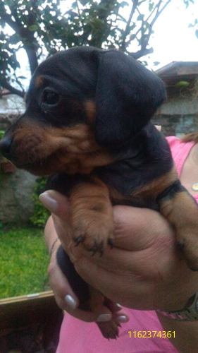 Cachorros Salchinas Mini Dachshund