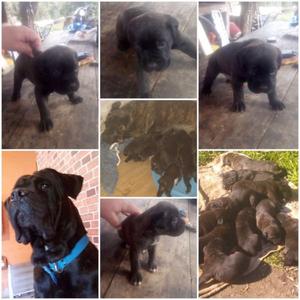 Cachorros cane corso