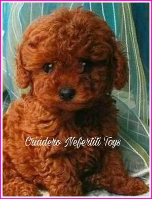 Caniche Micro Mini Toy Rojas Pimenton Las Mas Lindas