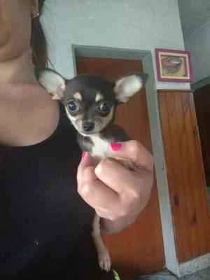 Chihuahua Super Mini Real Hembra Cachorra