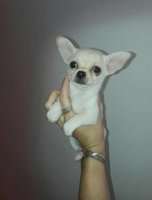 Chihuahuas Mini Divina Hembrita Miralos