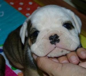 Hermosas Hembras Bulldog Ingles Chipiadas Con Fca!!