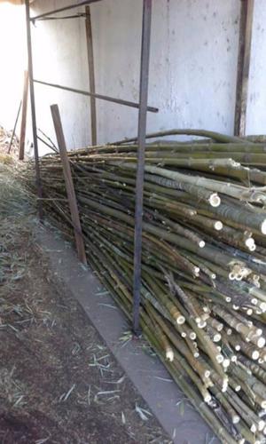 Lote cañas Tacuara/ bambú