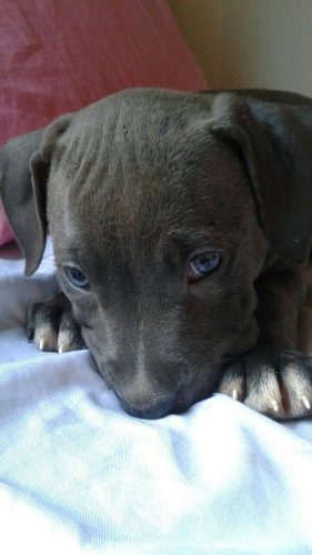 Pitbull Cachorro Blue