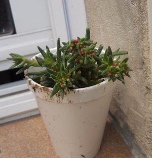 Planta Crassula exilis ssp. Schmidtii en recipiente de 10 cm