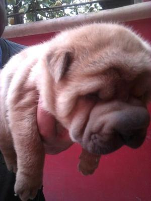 Sharpei Cachorras. primer camada