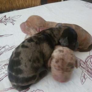 Vendo Cachorros Salchichas Dachshund