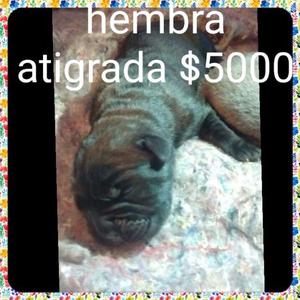 Venta de cachorros cane corso