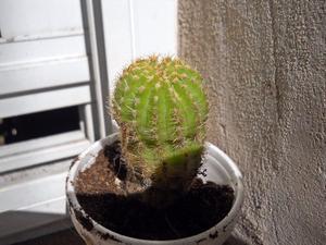 cactus echinopsis recipìente de 7 cm