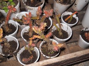 Cactus Austrocylindropuntia Salmiana En Recipiente De 7 Cm