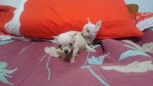 Chihuahuas cachorros vacunados