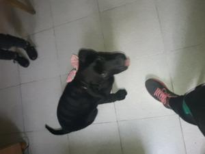 Vendo labrador hembra