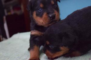 Cachorros Rottweiler Hermosos