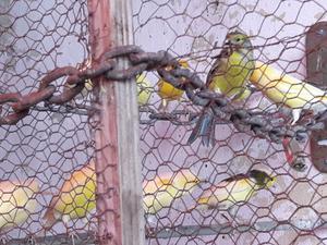 Canarios amarillos en GRAL.