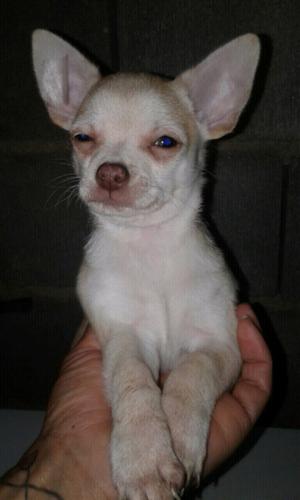 Chihuahua Beige hermoso