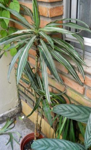 Dracaena Deremensis Warneckii Planta De un metro 15 y dos