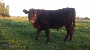 Ternero Angus Colorado 250 Kilos