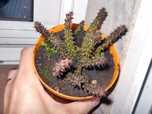 stapelia decaryi en maceta 10 de coleccion