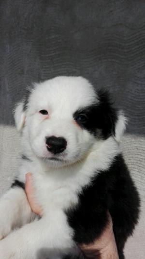 Border collies tricolor