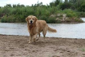 CACHORROS GOLDEN RETRIEVER