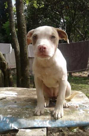 Cachorra Pitbull Silver Fawn Hermosa