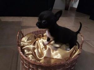 Chihuahuas minis HEMBRAS con papeles