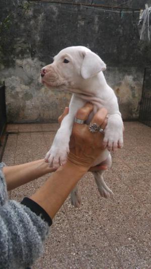 Dogo Argentino hembra!