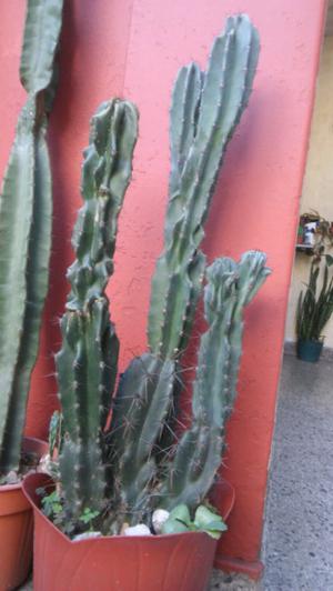 Gran cactus cereus monstruoso
