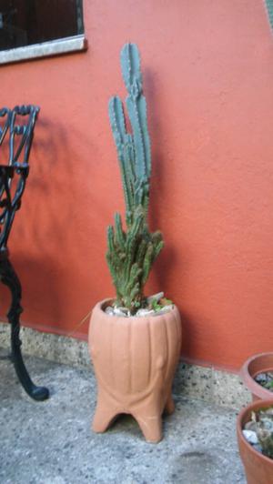 Hermoso cactus exotico