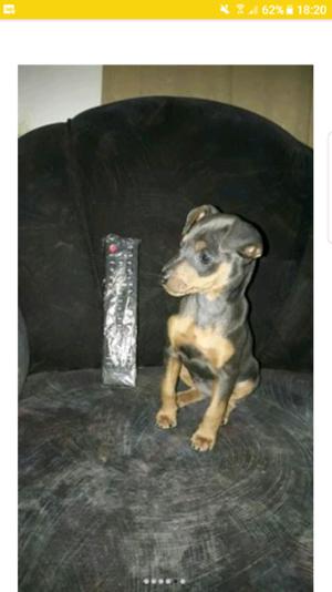 Pinscher mini blue exelente cachorra pincher blue