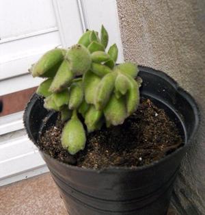 Planta suculenta cotyledon tormentosa en maceta 10