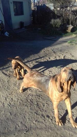 cachorros bloodhound puros