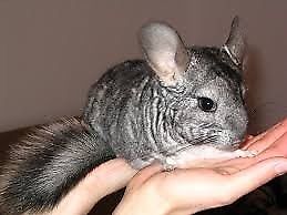 CHINCHILLAS ADORABLES !!!