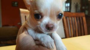 Cachorros Chihuahua con pedigree