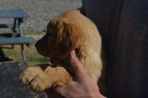 Cachorros Golden Retriever