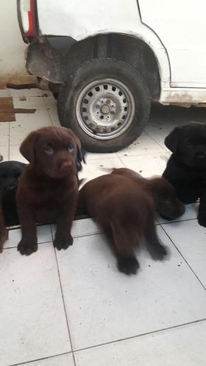 Cachorros Labrador Chocolate Y Negros