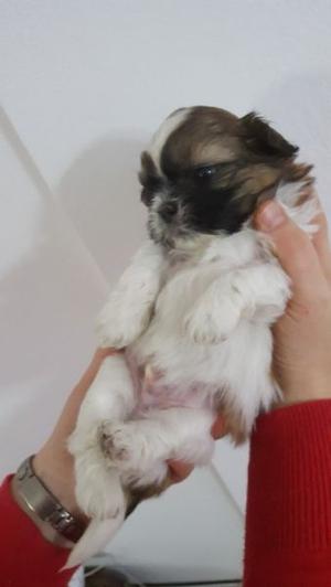 Cachorros Shihtzu en venta