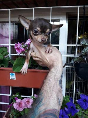 Chihuahua hembra mini choco