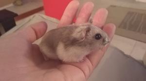 Hamsters Rusos. Mascota Ideal! Criadero.