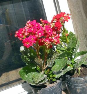 Kalanchoe Blossfeldiana Flor roja Doble M12