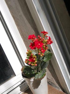 Suculenta kalanchoe blossfeldiana flor roja doble maceta 10