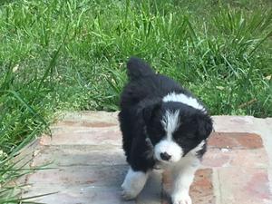 Vendo border cachorros border collie puros listos para